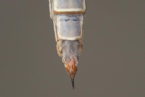 Réf. 230 395 : Tipula sp.